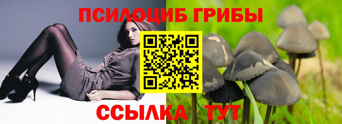 Губкин  хочу наркоту  Вход с VPN  Галлюциногенные грибы Psilocybine cubensis 